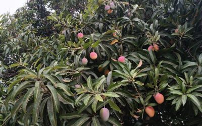 Mango de azúcar de Colombia y su potencial en Estados Unidos