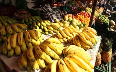 Muchas certificaciones y bajo precio internacional amenazan la producción de banano