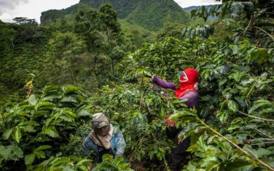 Servicio de Extensión Agropecuaria lleva seis años sin arrancar bien y hay riesgo de pérdida de recursos: Contraloría