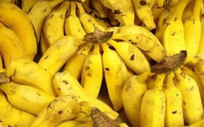 Producción de banano creció 2% con un total de 2,6 millones de toneladas en 2023