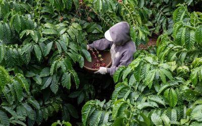 El mundo se encamina hacia el cuarto año de escasez de granos de café instantáneo