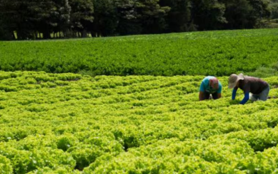 Primera finca experimental de Agrosavia estará en el Putumayo