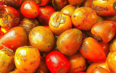 El chontaduro puede ser la nueva fuente de la provitamina A en forma de emulsión