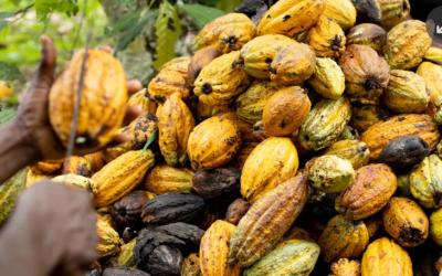 De esta forma el cacao colombiano podría ser tan exitoso como el café en mercado