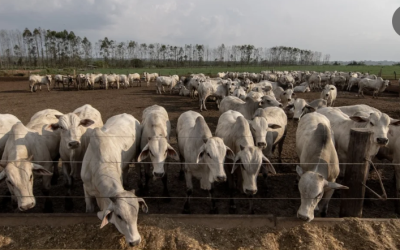 Agromanía ofrece oportunidades en tiempos de cambio para el sector agropecuario