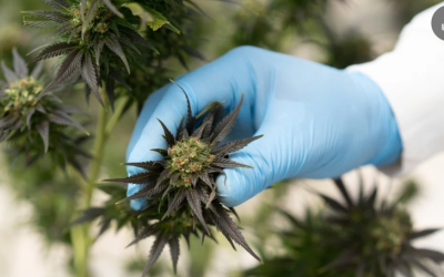 Gobierno lanza la primera estrategia especializada para el desarrollo del cannabis