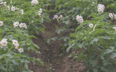 Ireland and Europe face challenges in potato planting due to unpredictable weather