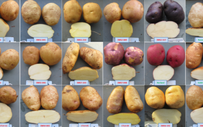 Would you like fries with that drought resistant potato?