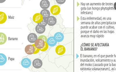 La papa, la caña de azúcar, entre los cultivos que amenaza el fenómeno de La Niña