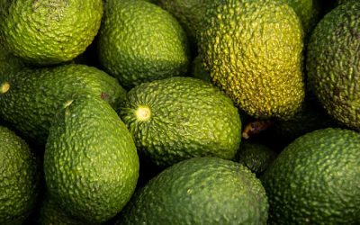 Avocado production will suffer due to climate change