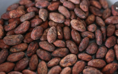 Cacao se desploma 19% mientras pronósticos de lluvia avivan la volatilidad del mercado