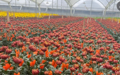 Floricultores celebran 12 años del TLC con EE.UU y los acuerdos comerciales del sector