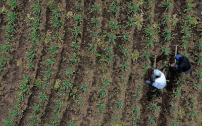 La compra de tierras va en 186.000 hectáreas, harían falta 42.000 para llegar a la meta