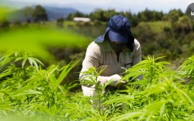 Acciones de las empresas de cannabis suben sobre 50% por salida de la lista de drogas