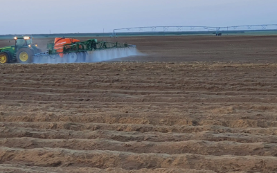 Potatoes and herbicide (part 1)