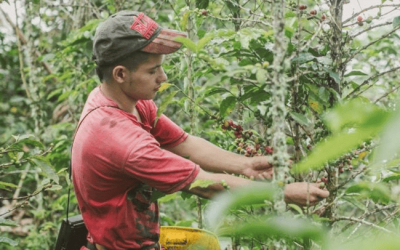 Precios al productor volvieron a aumentar en Colombia tras más de un año