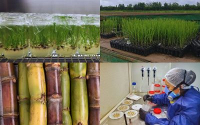 Nuevas variedades de caña de azúcar por mutagénesis invitro