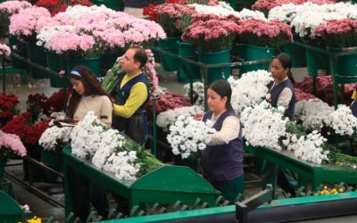 El 92% de las flores producidas en Antioquia se exporta vía aérea: floricultores están a la espera de los puertos de Urabá