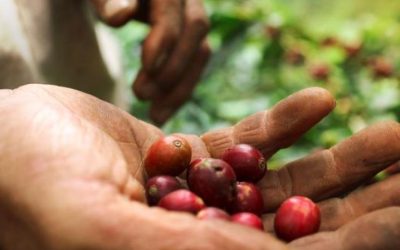Alianzas logísticas impulsarán la cadena agrologística del café