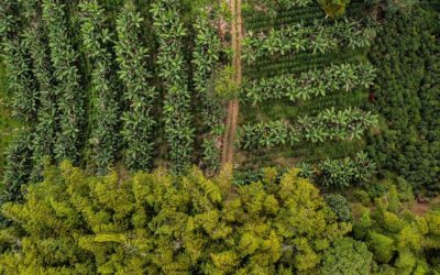 A finales de agosto se lanzará plataforma de georreferenciación cafetera