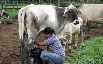 Baja en precios al productor agudiza la crisis lechera en el país