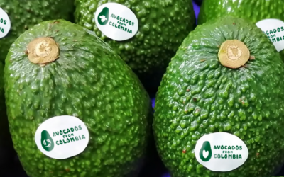 Colombia comienza a desempeñar un papel clave en el suministro de aguacate a Estados Unidos