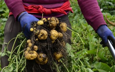 Investigadores encuentran datos clave para cultivar papas con menos químicos