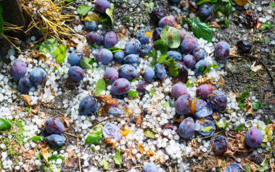 Red Agroclimática Nacional: ¿Cómo proteger los cultivos de las heladas y golpe de calor?