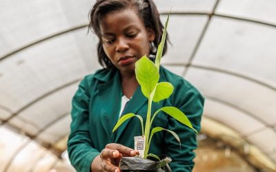 El nuevo informe insignia del CGIAR ayudará a los tomadores de decisiones a transformar los sistemas alimentarios, de tierra y de agua