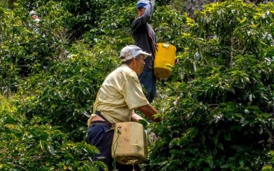 Producción cafetera deberá estar libre de deforestación para entrar la Unión Europea