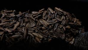 Los insectos están desapareciendo ocho vez más rápido que cualquier otra especie