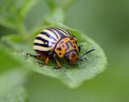 Insecticide resistance on the rise: Six-year study reveals growing resistance of Colorado potato beetles to key insecticides