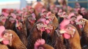 Los efectos que puede tener la mezcla de gallinas de diferentes edades en galpones
