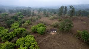 Nueva plataforma del ICE para rastrear deforestación del cacao y el café desde el aire