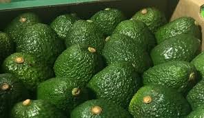 Colombia triplicó sus exportaciones de aguacate Hass hacia Estados Unidos en 2024