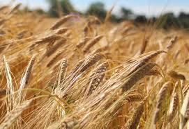 La fitopatología catastrófica como nuevo concepto de protección vegetal en la agricultura inteligente