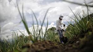 Lanzan microseguro voluntario con enfoque para trabajadores informales del campo