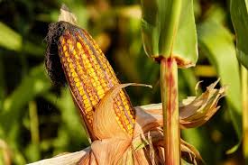 Investigadores desarrollan modelos de espectroscopia de infrarrojo cercano para analizar granos de maíz y biomasa