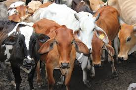 Colombia ha exportado más de 119.000 pajillas de semen bovino hacia seis países