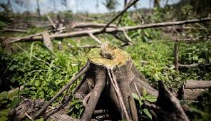 Colombia fue el décimo país con mayor deforestación en 2023; Brasil encabeza la lista