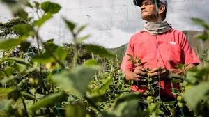 Contraloría advierte que no hay coordinación desde los fondos parafiscales del agro