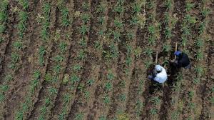 De las unidades productivas agropecuarias, 70% tienen menos de cinco hectáreas