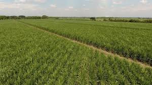 Futuros del azúcar llegan a su punto más bajo desde 2022 por la producción en Brasil