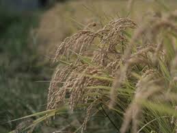 Según Fedearroz, el consumo de arroz mecanizado per cápita llegó a 46 kilos en 2024