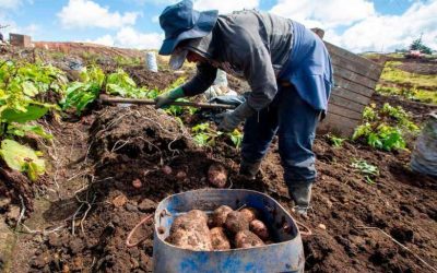 Así funcionan las inversiones forzosas en el agro colombiano, la movida que quiere Petro para otros sectores