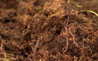 Lombricultura, una práctica útil para fertilizar los suelos y alimentar al ganado