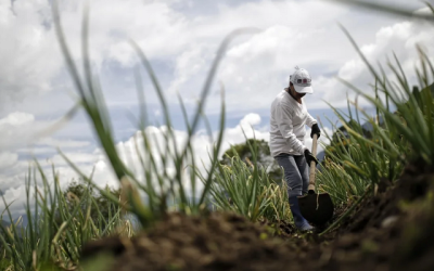 Lanzan microseguro voluntario con enfoque para trabajadores informales del campo