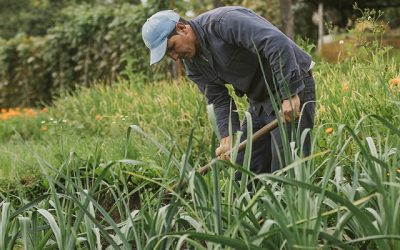 El agro crece 10,2% en el segundo trimestre de 2024, consolidándose como uno de los motores que mueve la economía