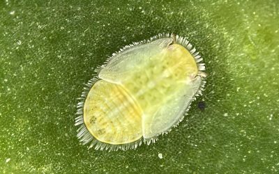 How to fight Tomato Potato Psyllids (TPP): Lincoln University Research ends Zebra Chip disease threat in Canterbury