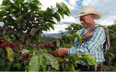 Exportaciones del sector agropecuario alcanzan incremento de 9,4% en valor